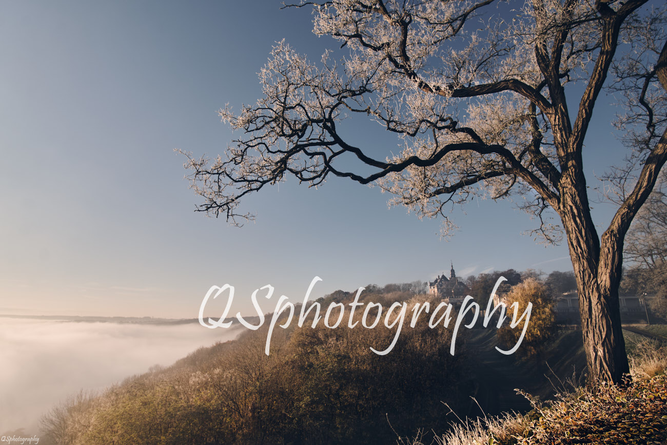 Photographie de Namur sous la brume avec un arbre et le château de Namur dans le fond