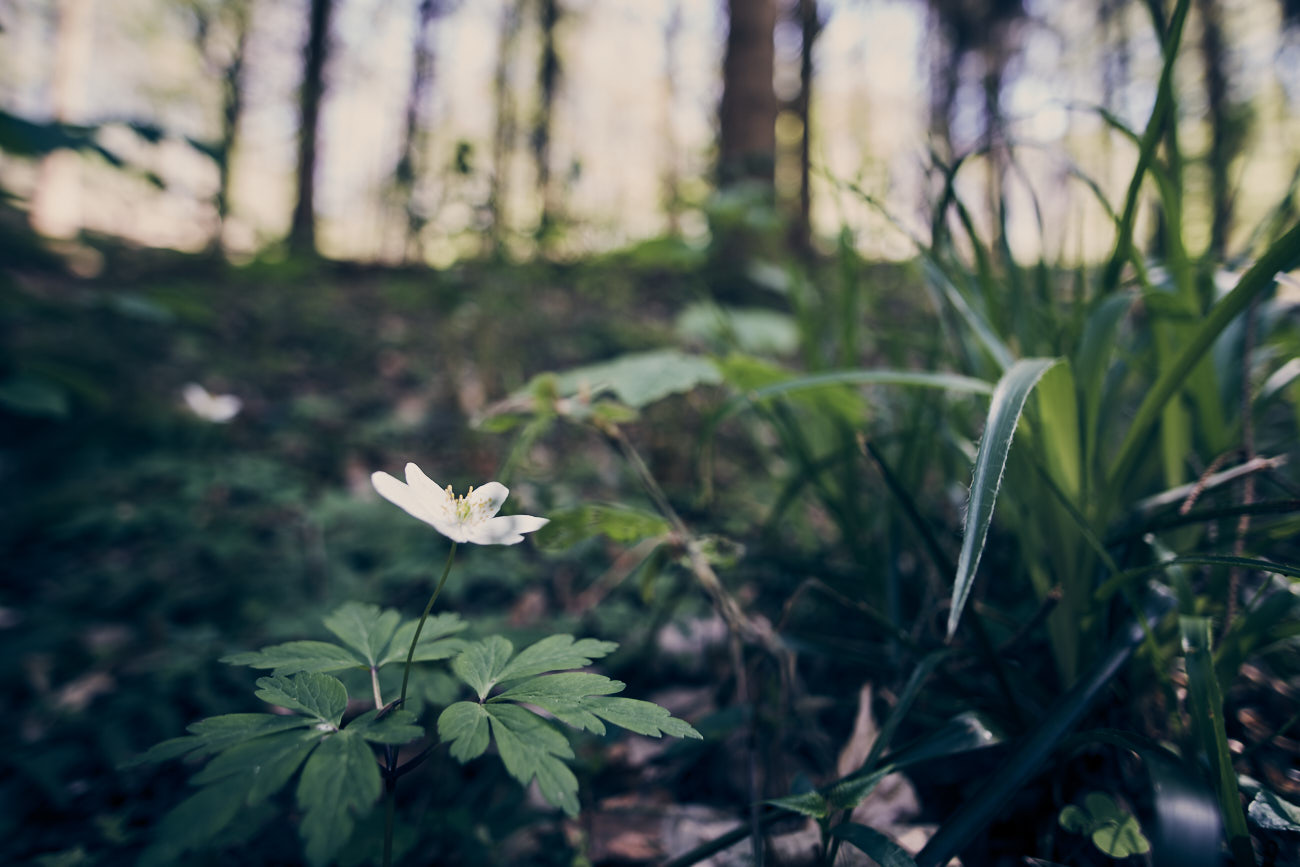 Photographie nature d'une fleur blanche dans un sous bois